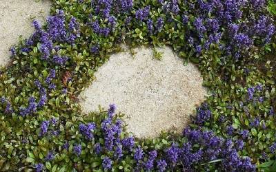 Buy Gap And Crevice Filling Groundcover Plants Online