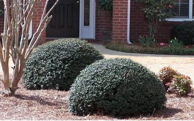 Buy Holly Bushes Online