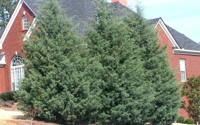 Buy Privacy Trees Online