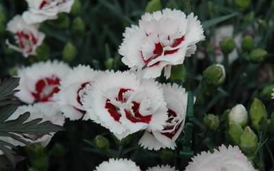 Buy Dianthus - Cottage Pinks Online