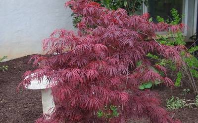 Buy Japanese Maples - Red / Dark Leaf Online