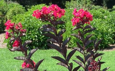Buy Trees for Summer Color Online