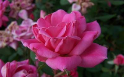 Buy Knock Out Rose Series Online