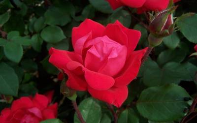 Buy Knock Out Roses Online