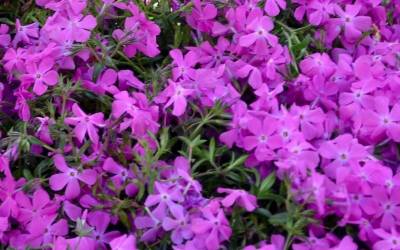 Buy Groundcover Plants For Small Areas And Borders Online