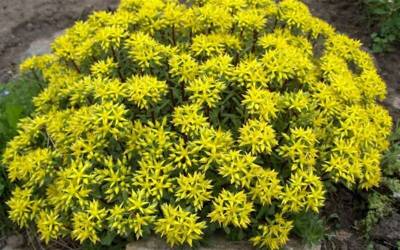 Buy Perennials for Groundcover or Crevices Online