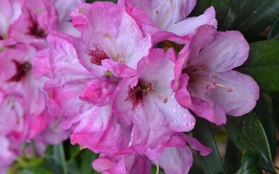 Buy Southgate Rhododendron Series Online