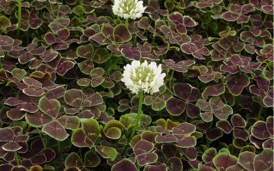 Buy Trifolium - Dutch Clover Online