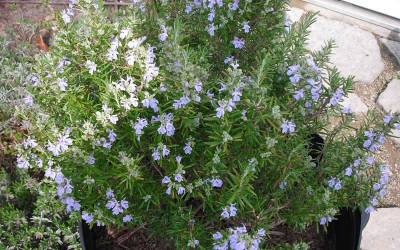 Buy Shrubs for Xeriscapes & Drought Tolerance Online