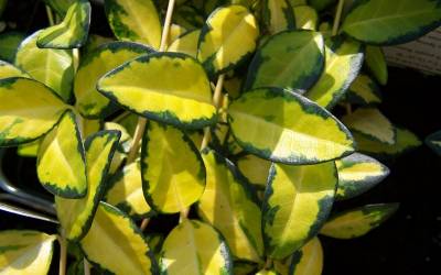 Buy Evergreen Groundcover Plants Online