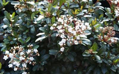 Buy Butterfly Attracting Shrubs Online